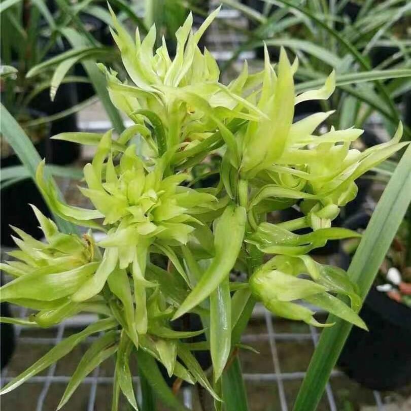 春兰余蝴蝶兰花苗香浓花期长花卉小盆栽自然养殖庭院