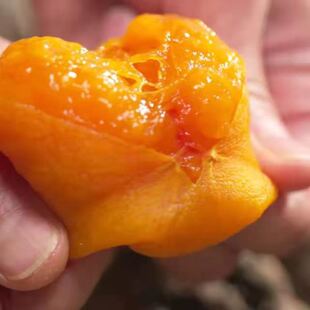 ���ĵ�����������l ���b��Ʒ���ܛŴ���ı��u�o˪�������