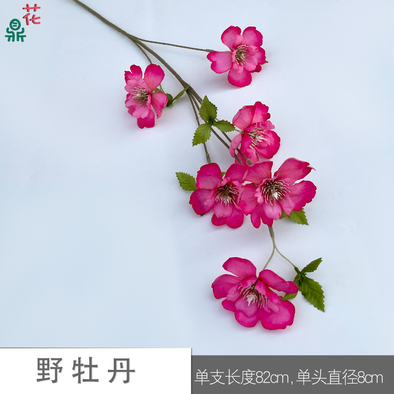 야생 모란 Y - 로즈 핑크