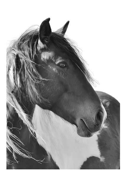 50322 Caballo de lujo ligero 37