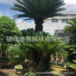 Shape Iron Tree Bonsai, Multi-Head Iron Tree Supply, Cluster Iron Tree, Large Iron Tree Base, Iron Tree Wholesale Price