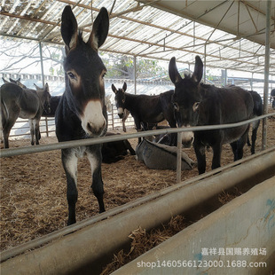 �����H���Bֳ��ó��� ���H�x���l�������ݞ��^���H�������H