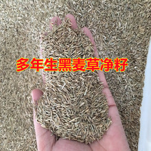 批发多年生黑麦草种子一年生黑麦草牧草草坪种子营养丰富发芽快