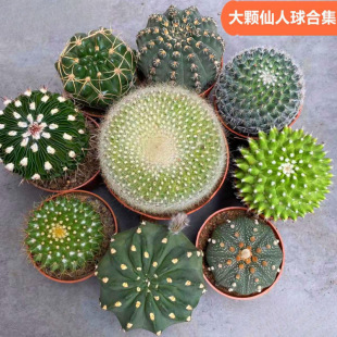 Large Cactus Collection Potted Flowering Cactus Succulent Plant Xingdou Ruichang Yuluanfeng Yuyuon