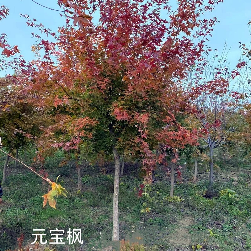 东北耐寒元宝枫树  丛生五角枫 丛生元宝枫大树 九角枫绿化景观树