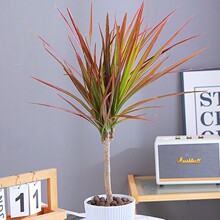 �߲��Fǧ��ľ�Gֲ���Կ͏d�҃�ֲ������Rβ�F��Ѫ����ٺ����辰