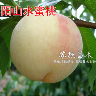 ���@���N�޽��ɽˮ���Ҙ����Ϸ������Nֲ����ͥԺ������¶������