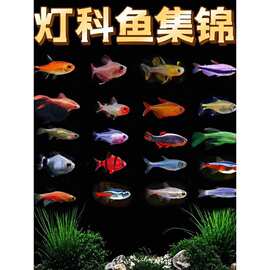 红绿灯宝莲灯黑尾大勾喷火灯观赏鱼小型热带鱼群游包邮好养