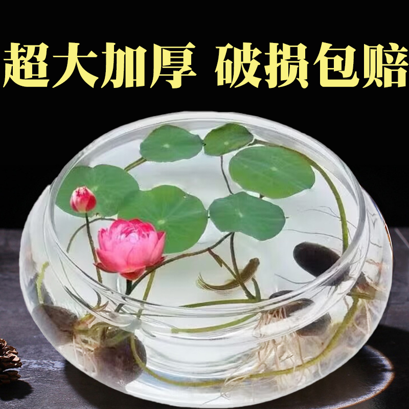 水培玻璃花盆透明碗莲荷花铜钱草盆缸养睡莲的花盆鱼缸植物器