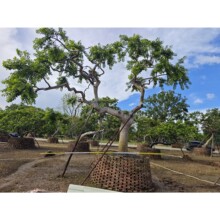 2508苗圃供应 全冠铁冬青 大树 5-6米高 特选红果冬青 高飘景观树