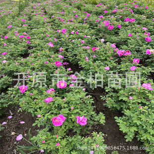 �༾��÷�I�B������@õ�廨��|���ļ�õ��С�绨����ľ�t��õ