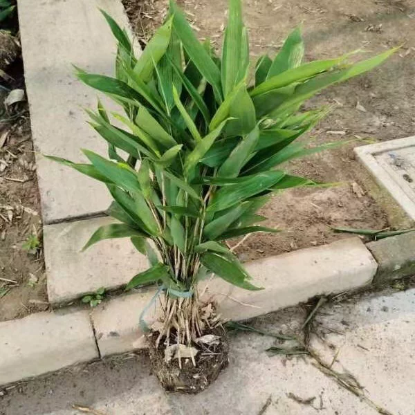 Большая листовая ушковая бамбуковая база цена