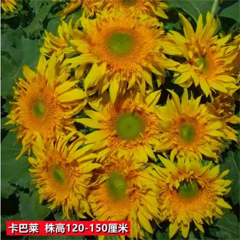 卡巴莱向日葵种多头向日葵迷你玩具熊向日葵彩色向日葵观赏向日葵