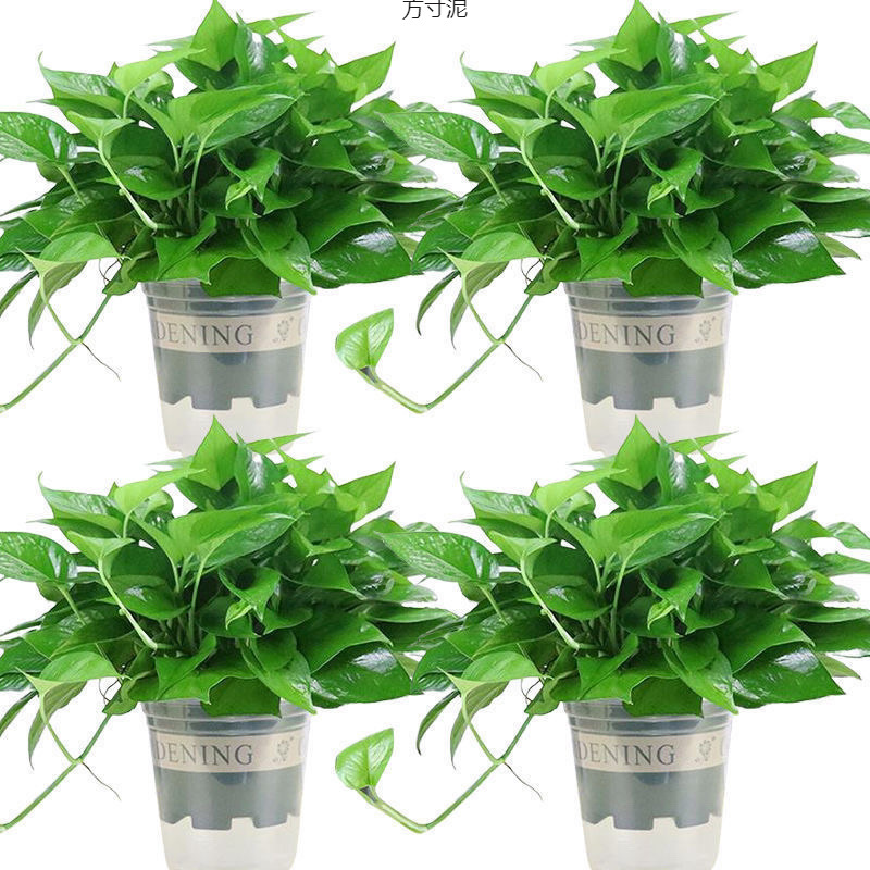 绿萝盆栽植物室内吸除小叶水培花卉吊兰吸水带盆长藤绿植外贸批发