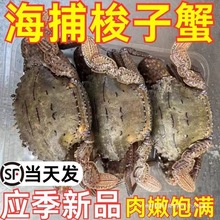 东山岛鲜活肉蟹青蟹黑蟹将军蟹冷冻梭子蟹产地直发群木盐渍海参