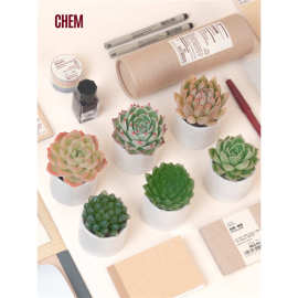 CHEM植物盒子桌面办公室居家室内好养多肉迷你小盆栽玉露带盆栽好