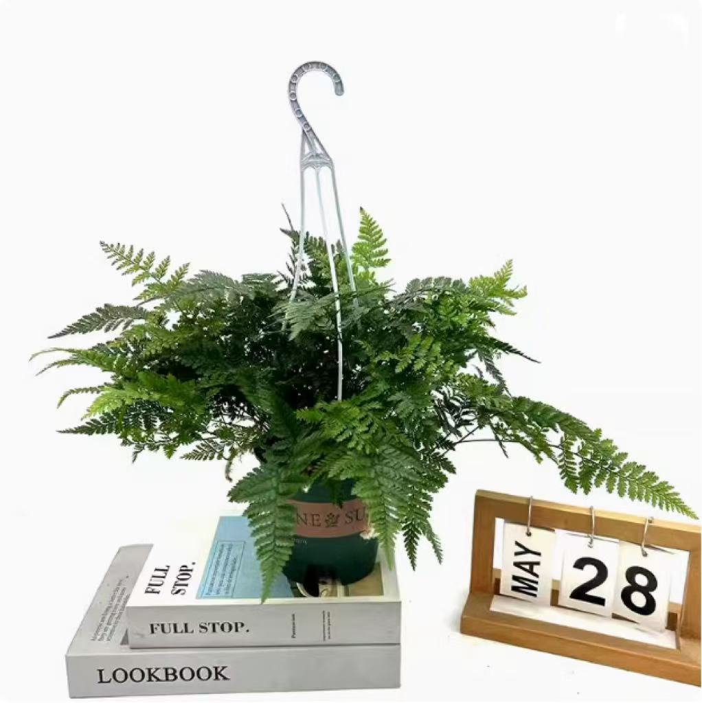 Salón de estar, escritorio de estudio, plantas verdes, resistencia al frío, resistencia a la sombra, fácil mantenimiento de hoja perenne.