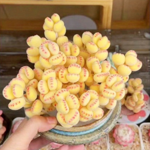 ������צֲ����ͯ���Sɫ�ɐ�ɾW�t���泬���¿���˶���Gֲ