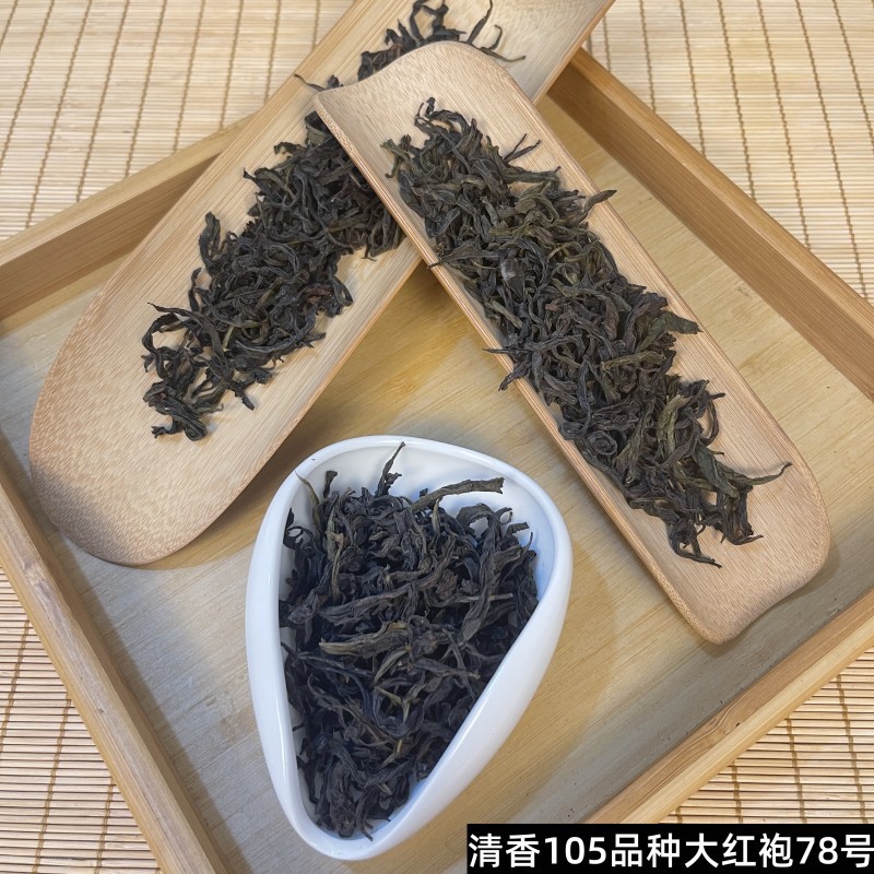 清香105品种大红袍78号