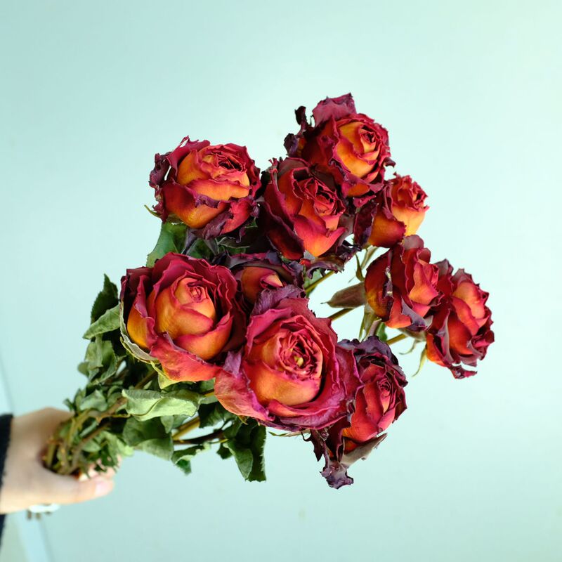 雲南昆明直発多頭バラの花の単頭バラの花の花束バラの泡飾りメーカーの卸売り|undefined