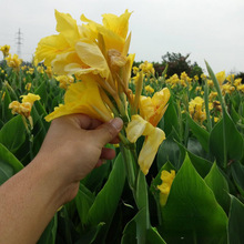 ˮ���S�����˽� ���� �a�����l �˹���ع��@ͦˮֲ��