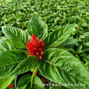 �������l�G�~�t��һ֧�P ���������u�ڻ��r��ݻ� ���l��[�u�ڻ�