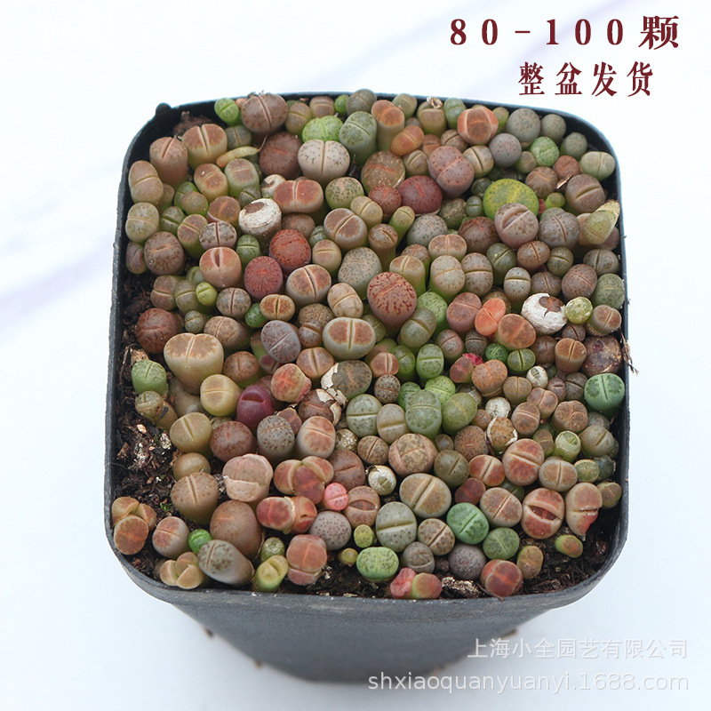 多肉植物彩色混合生石花带盆栽好番杏科小苗lithops多肉批发大棚