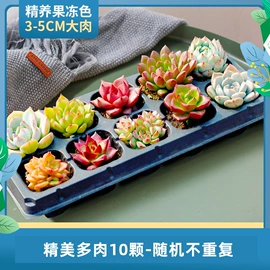 栽培基质;盆栽;营养液