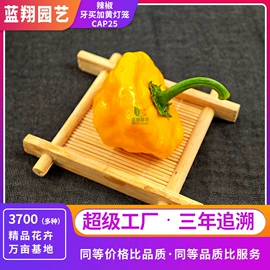 种子;种球;种苗