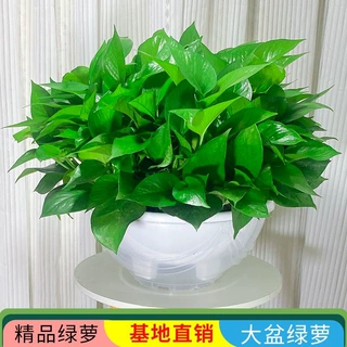 大盆绿萝室内盆栽绿植新房客厅长藤大叶绿箩除甲醛花卉植物批发
