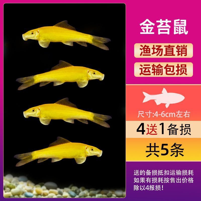 グッピー、フェニックステール、淡水、繁殖しやすく、育てやすい、純種のランプ科の小型熱帯魚観賞魚の稚魚|undefined