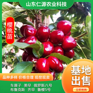 Meizao Cherry Saplings, Cherry Saplings, Cherry Trees, Yellow Honey Large Cherry Seedlings Planted in the South and North