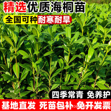 海桐树苗四季常青庭院绿化气味芳香海桐球耐寒植物行道围墙绿篱苗