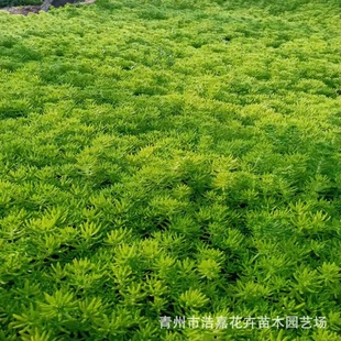 Green Leaf Buddha Grass Nursery Wholesale Base Land Roof Greening Ground Cover Plants Courtyard Green Plants