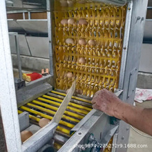 荥阳本地养鸡场自动捡蛋机 厂家原产地发货拾蛋器自动化收蛋机