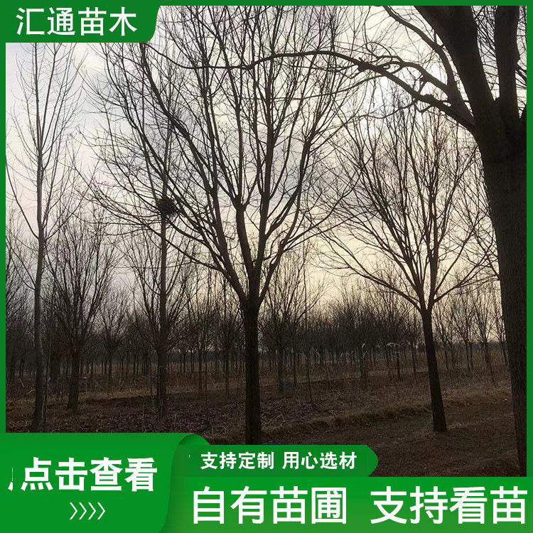 销售 国槐树苗 嫁接庭院种植观赏苗木室内盆栽地载槐树小苗