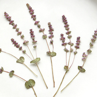 Fine leaf lavender dried flower wholesale flower real leaf plant specimen bookmark hand drop glue petal makeup embossing