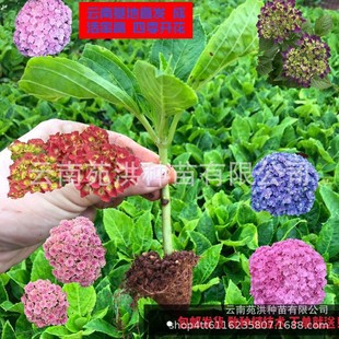 ���؟��N������ �o�M�Ľ����� �ļ��_�����ԾGֲ����ɻ��ذ�