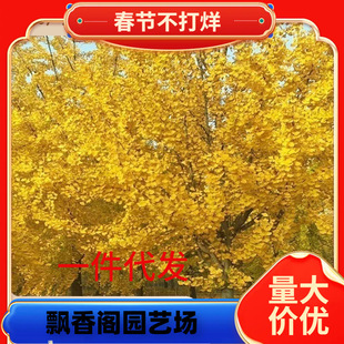 һ�����l�y�Ә���׹���ͥԺռ�ؾG����ľ�е�����~�y��С���ϱ�