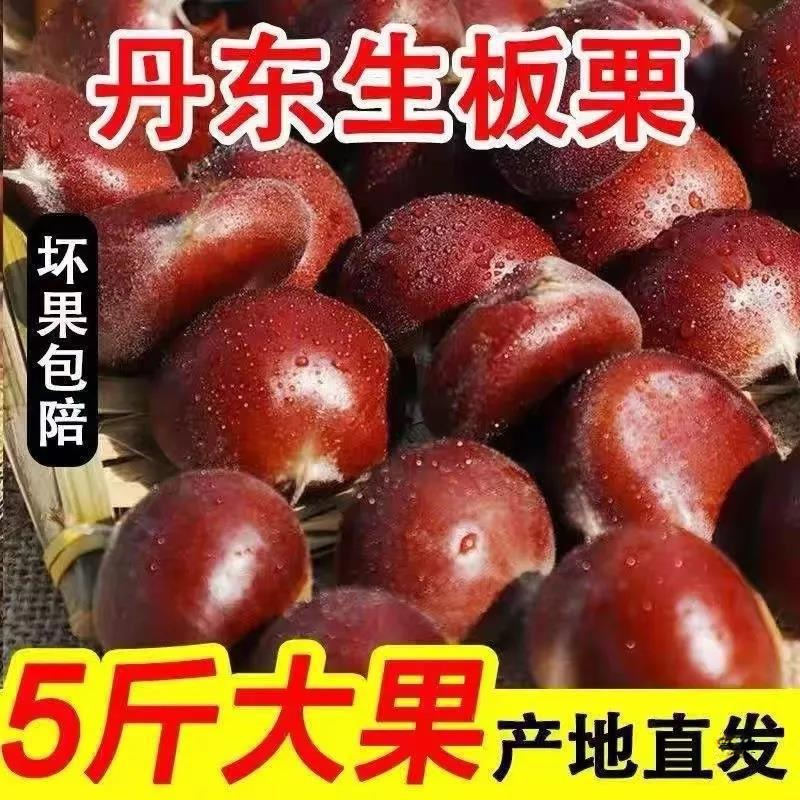 新鲜生现摘丹东板栗5斤油栗仁蔬罗田非迁西板栗栗子锥去毛球批发0