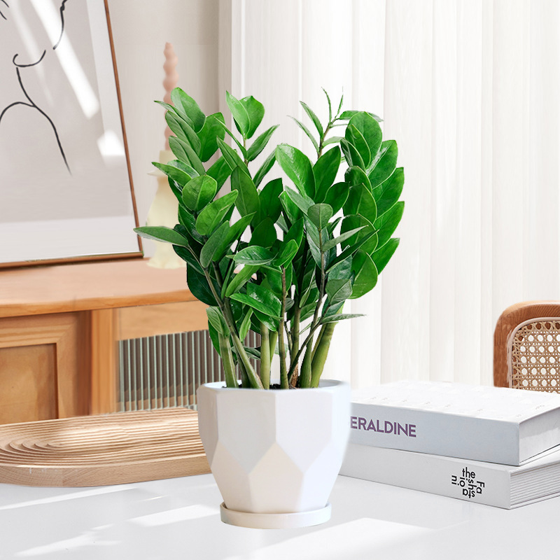 Pohon uang 25-30cm6-8 (pot porselen prismatik) pupuk khusus