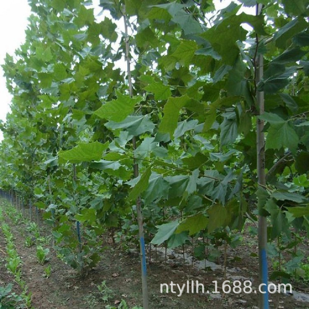 广西绿桐树苗木基地,绿桐树苗木基地(第15页)_大山谷图库