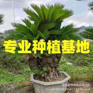 Fujian Shaped Iron Tree Bonsai, Iron Tree Wholesale Price, Multi-Headed Iron Tree Bonsai, Large Iron Tree Base