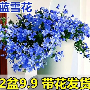 �{ѩ���������̨�^���͟���Bֲ�ﻨ�@ͥԺ������Ԯ���ٱ���ѩ��