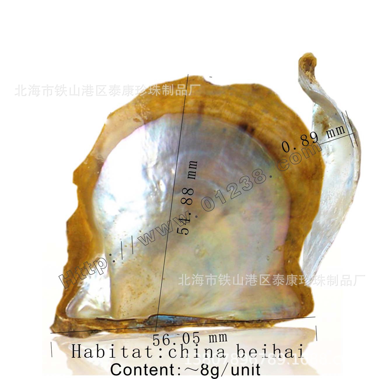 Akoya shell��������ĸ_���ϱ���%�������鱴��Ŧ��ԭ����