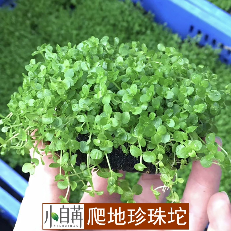 Альпинистская земля короткая жемчужная комочковая трава лежачая земля жемчужное водное растение живой аквариум Настоящее водное растение Оптовая перспектива озеленение