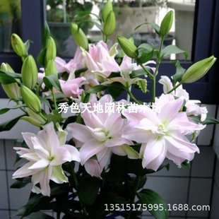 Lily Bulb Potted Plant Double Lily Flower Seeds Indoor Balcony Courtyard All Year Round Easy-To-Live Potted Green Plants
