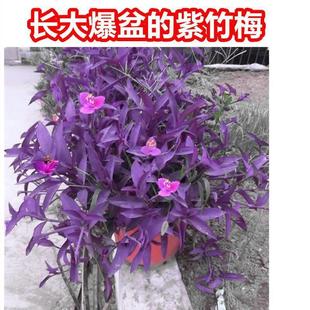 Outdoor Indoor Flowers Green Plants Potted Purple Chlorophyllum Purple Bamboo Plum Violet Happy Light Good Raising Plant Duck Zhi Grass