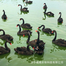 ���w�����Z�� ���^�^�p�����Zһ�������X �����Z�����������u��