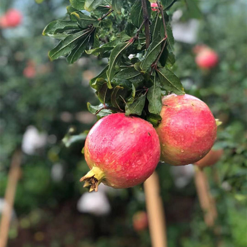 93dc909d0ea3d5a16451e067f7f356